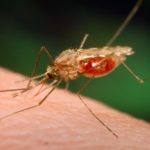 MALARIA TREATMENT per month
